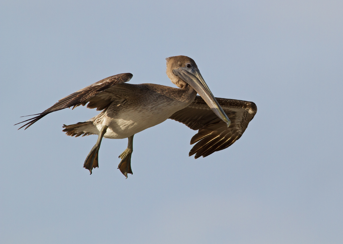 Pelican Hovering