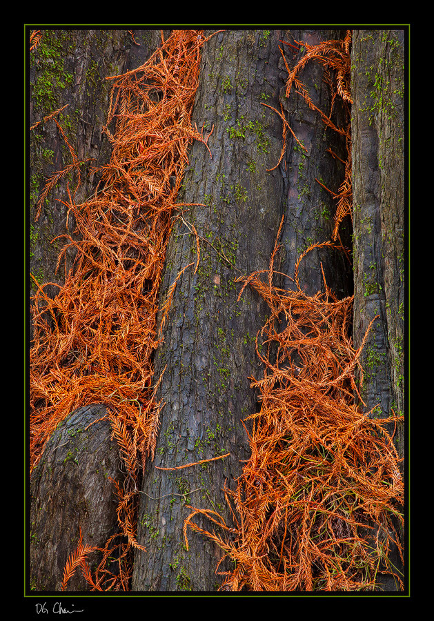Caddo Closeup