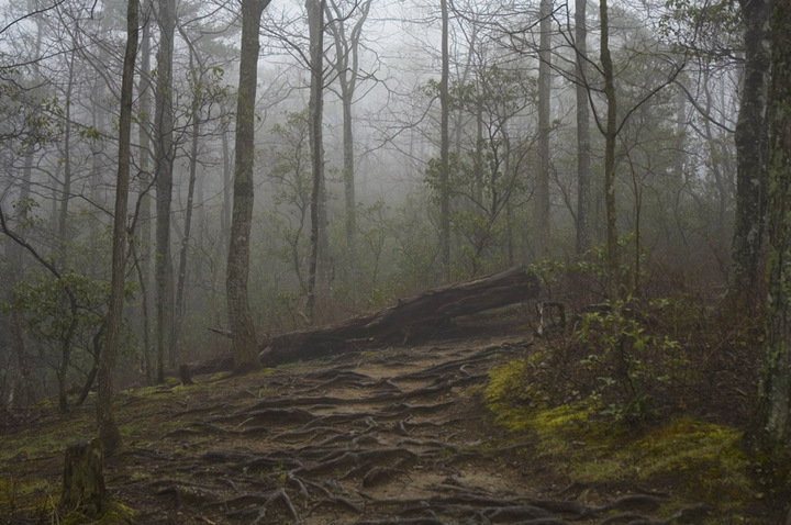 trail of roots
