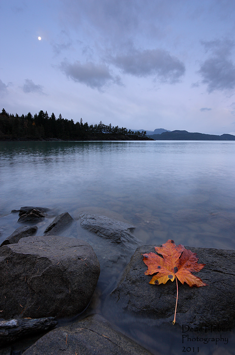 Leaf at Dawn