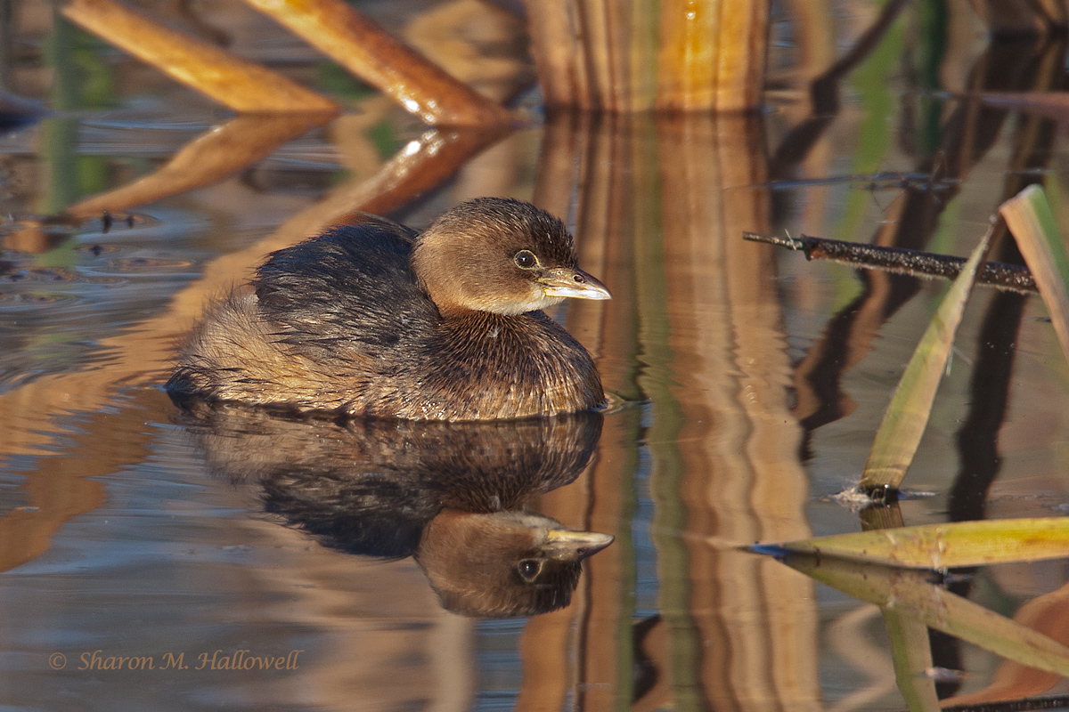 PB Grebe