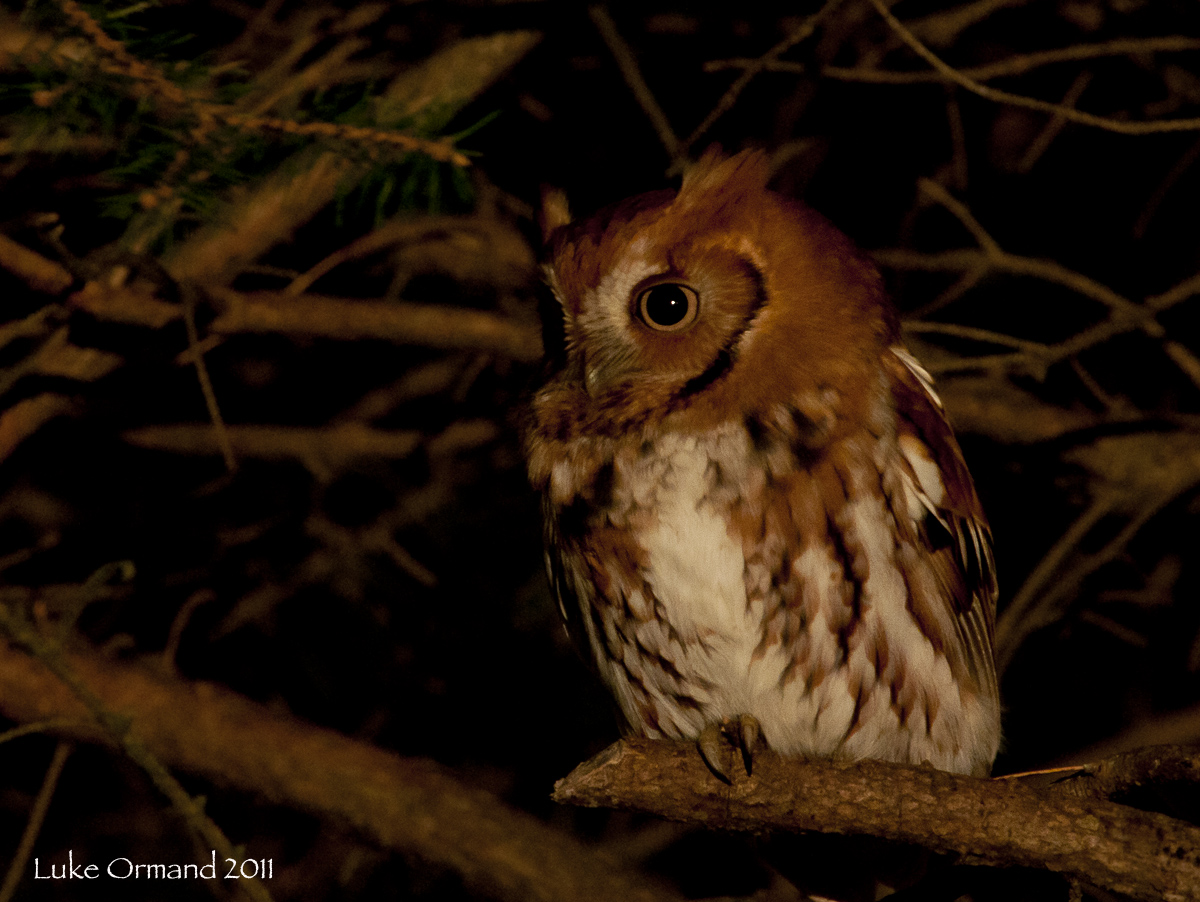 red-phase screech owl