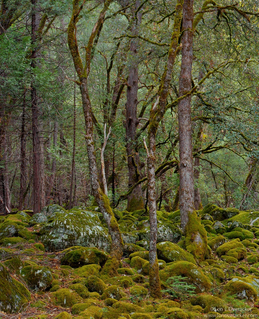 Yosemite Chronicles #7