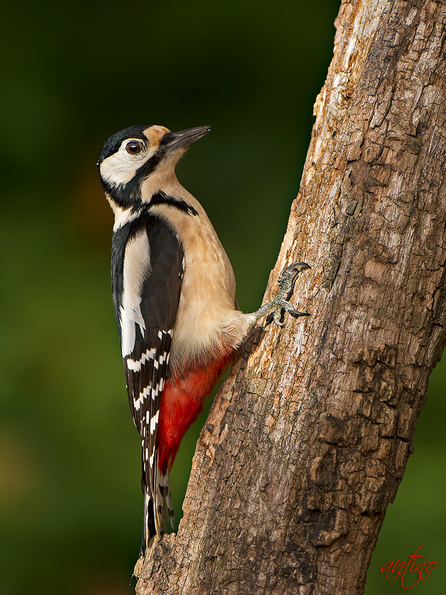 Great Spotted Woodpecker