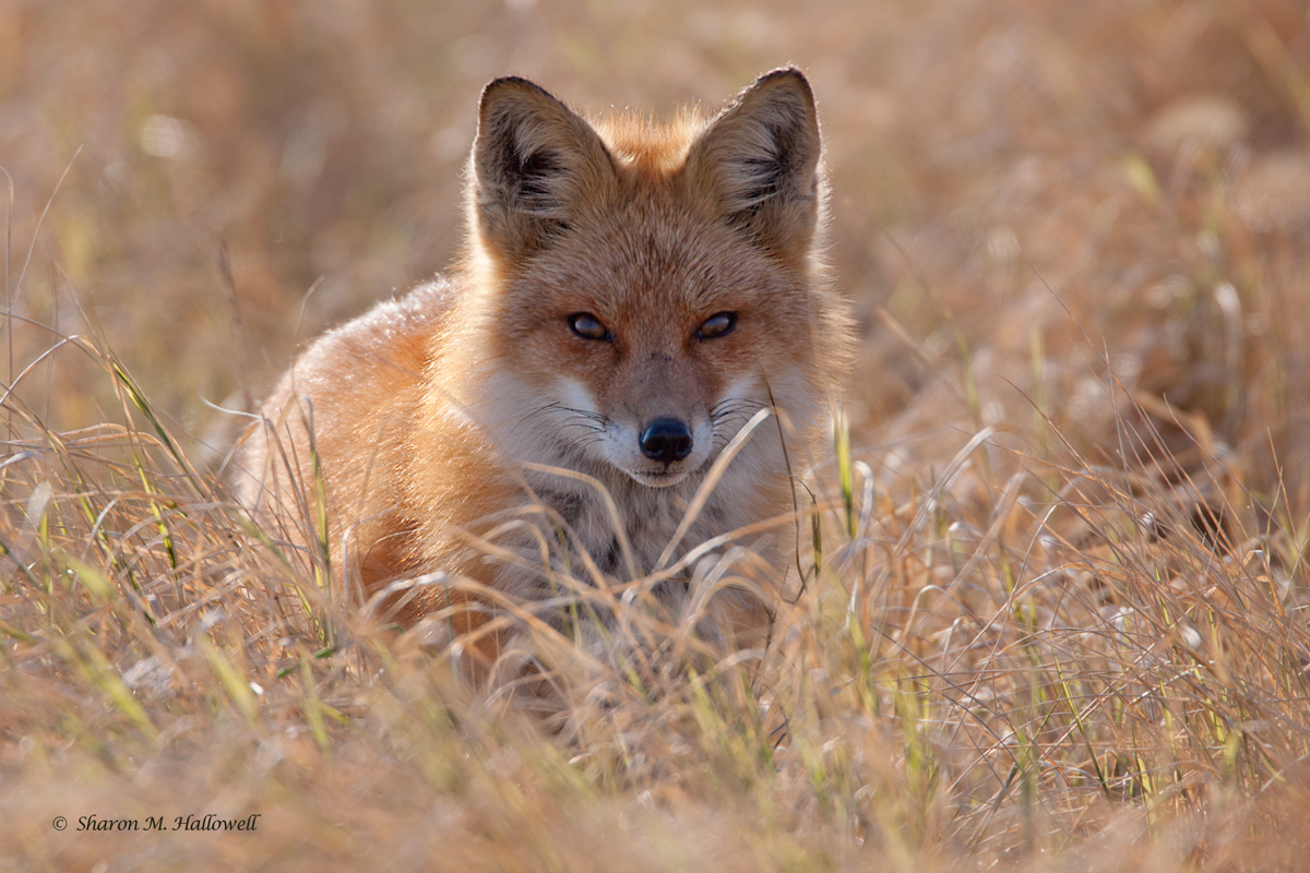 Fox