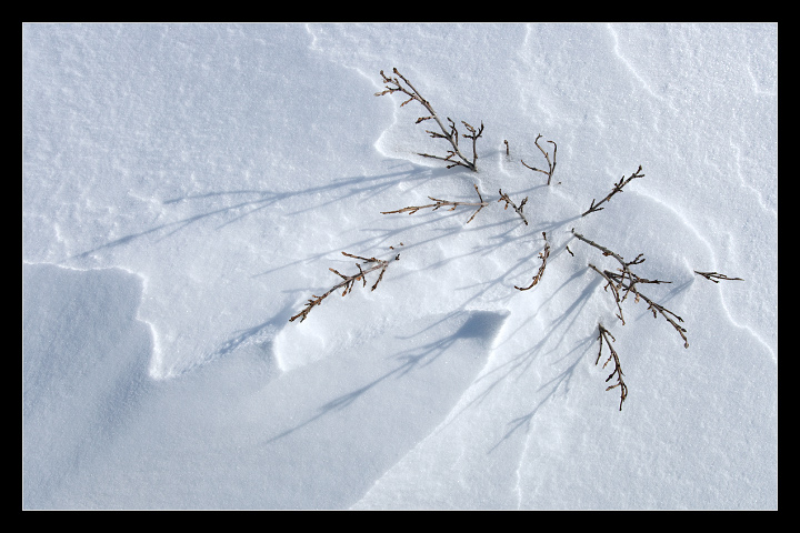 Shadow Play