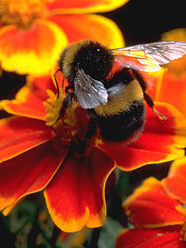 Big Bumble