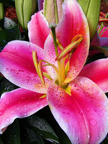Big Pink 1