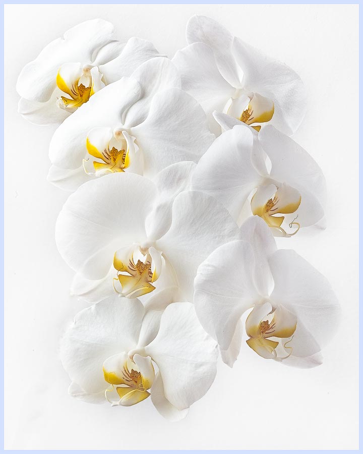 Tumbling Phal
