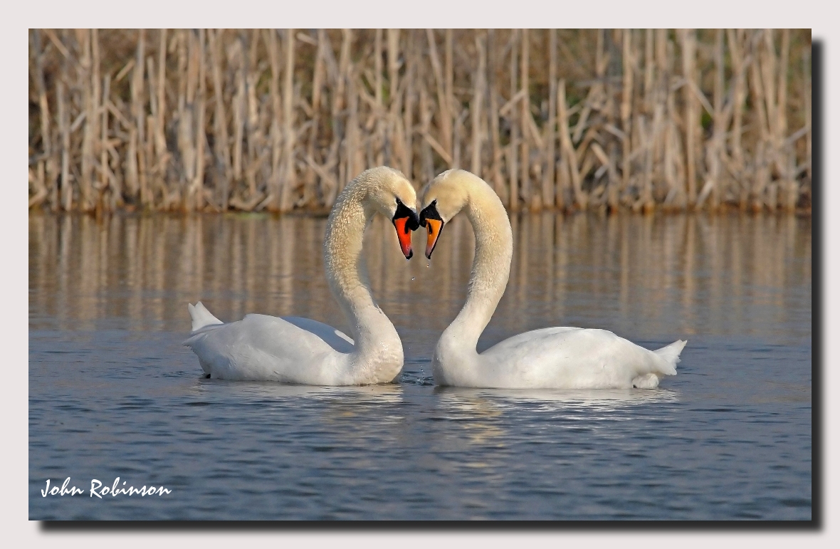 Swan Song