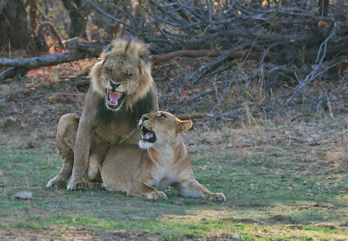 Mating in the Shade