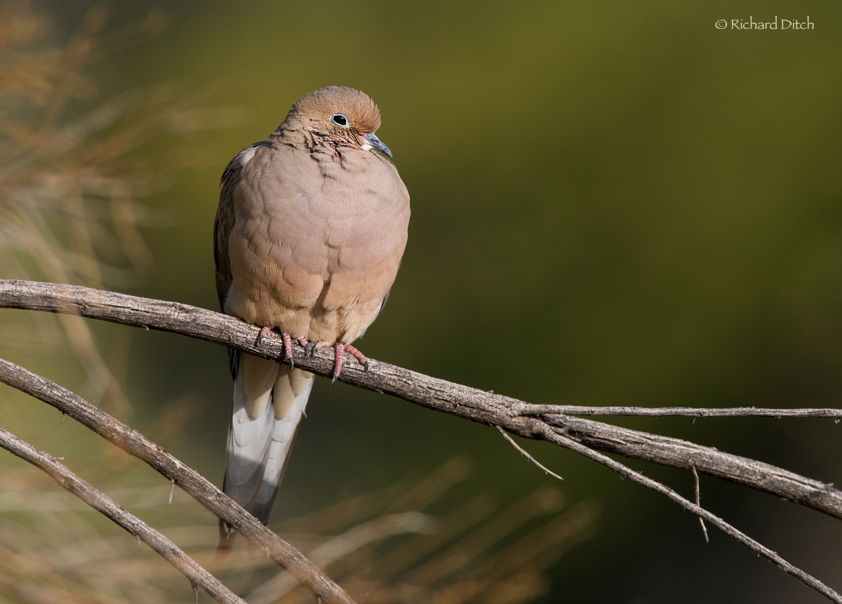Mourning Dove
