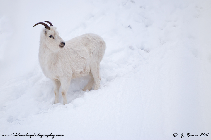 Dall in Snow
