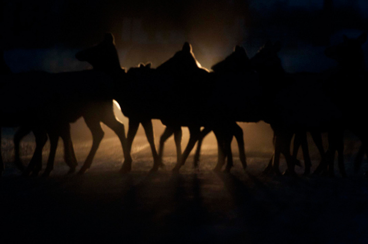 Elk Crossing