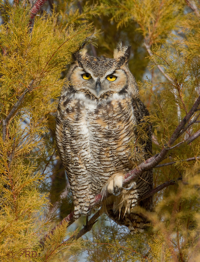 Great Horned Owl
