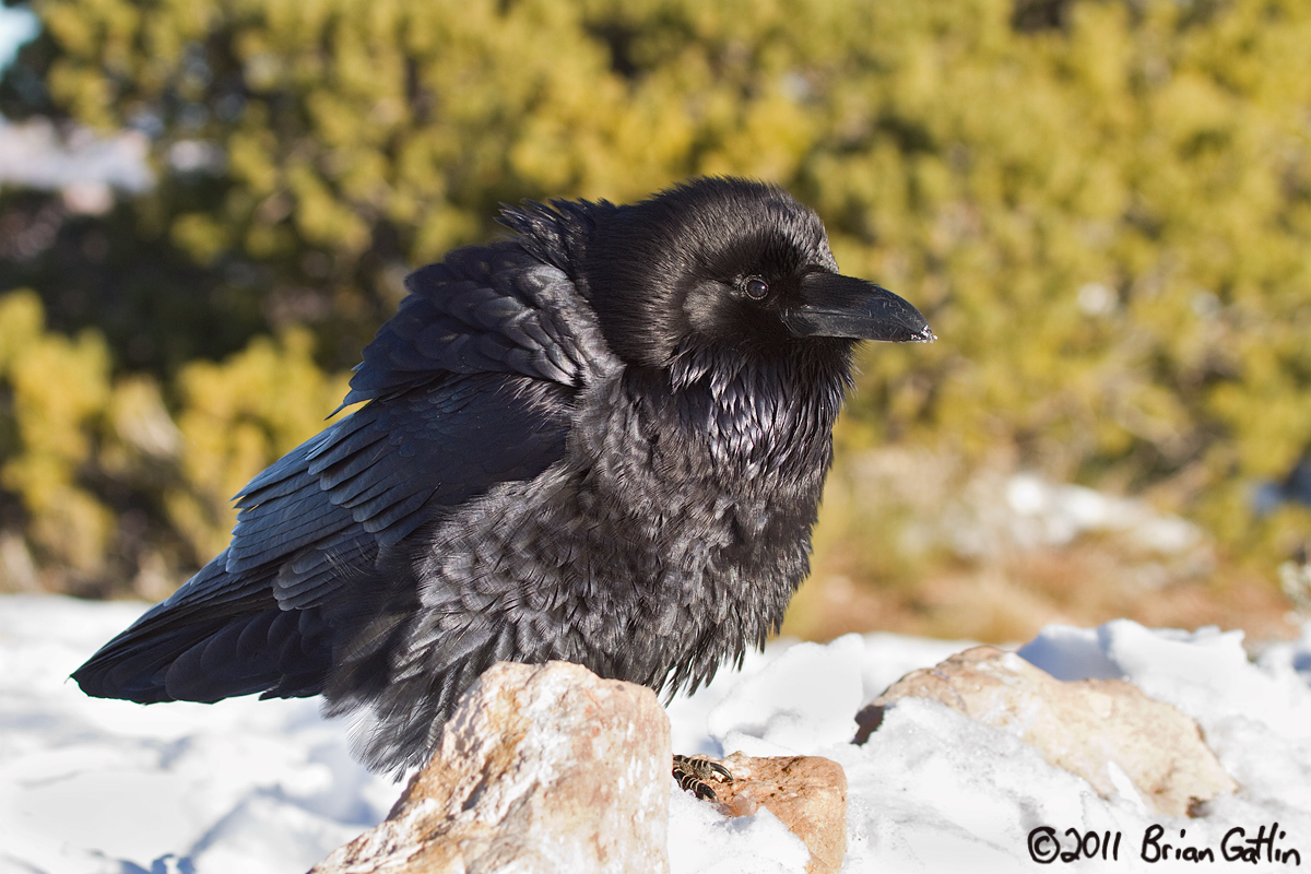 Fluffed Raven