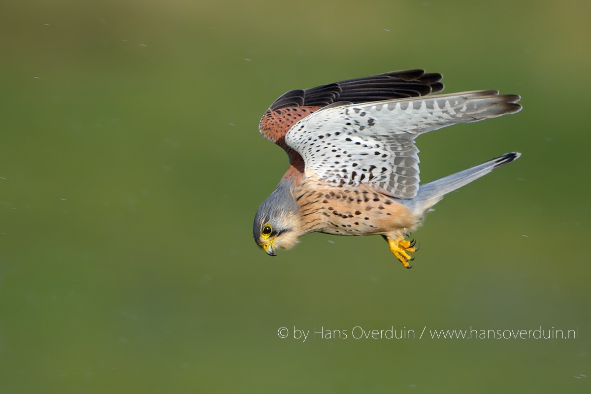 Kestrel in the rain