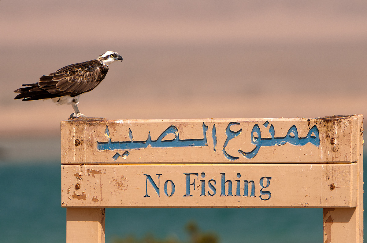 No fishing...gosh!