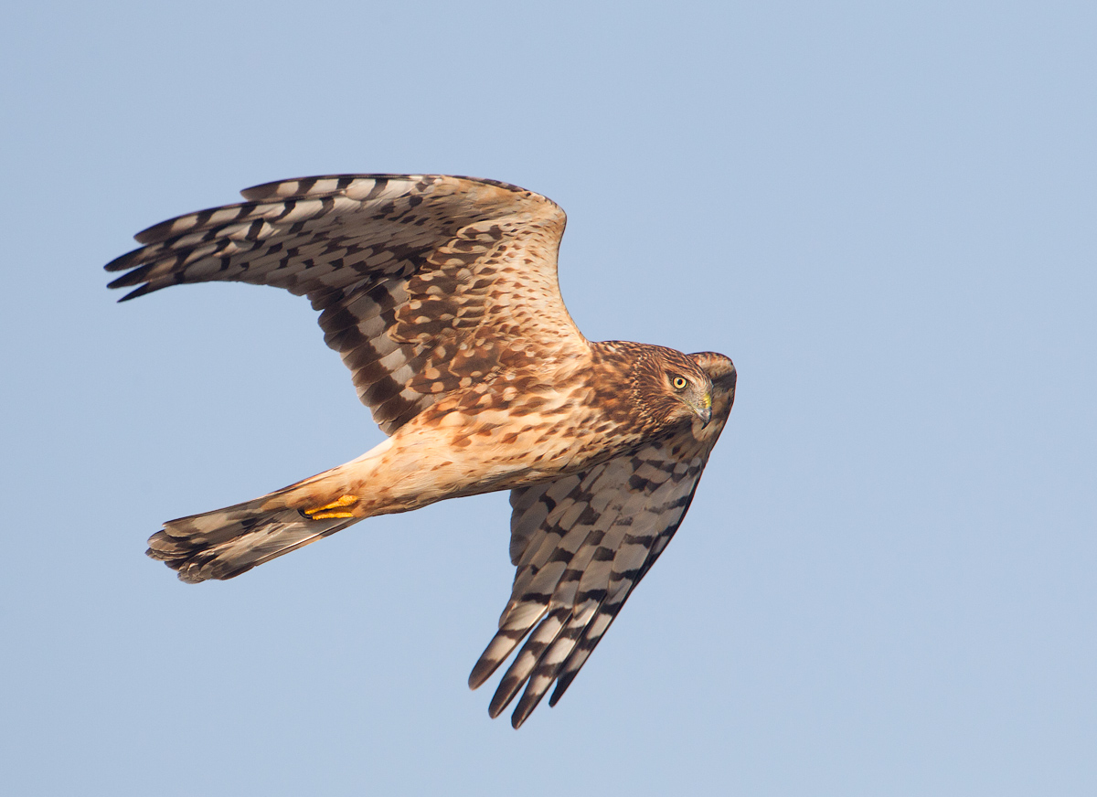 Northern harrier