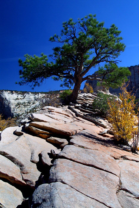 Lone Pine