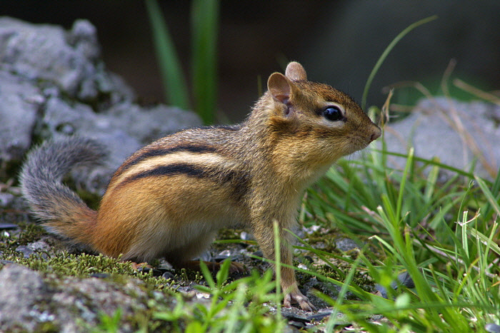 Chipmunk 3