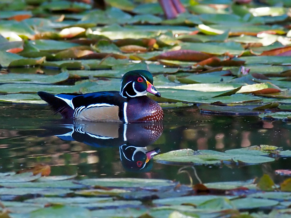 Wood Duck Drake
