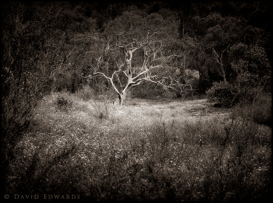 Old Tree