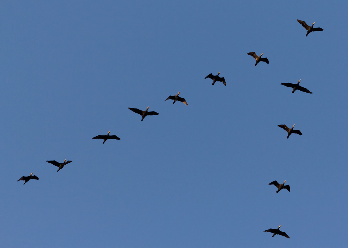 Cormorant V Formation