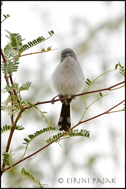Black Tailed Gnatcatcher
