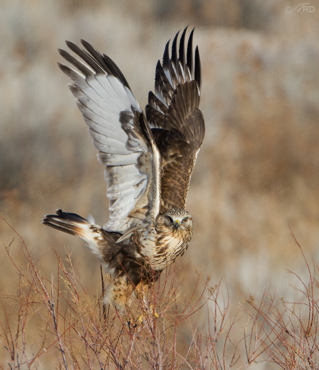 Rough-legged Hawk