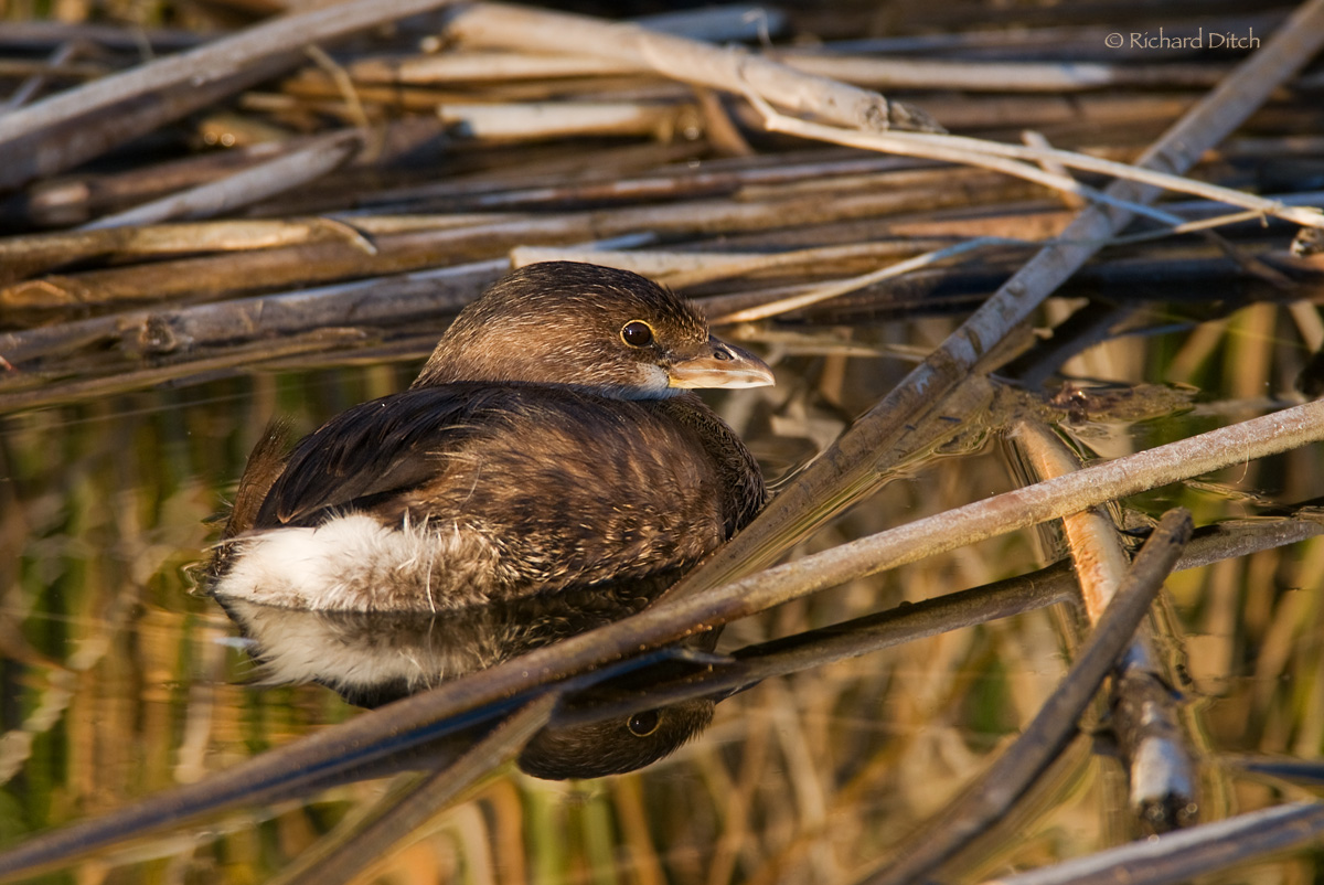 Pied-billed Grebe