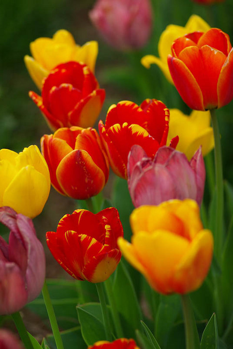 Spring's Gift