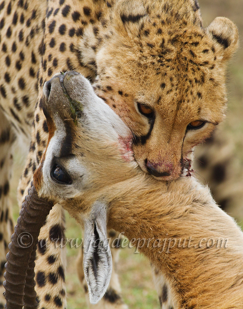 Kiss of death II