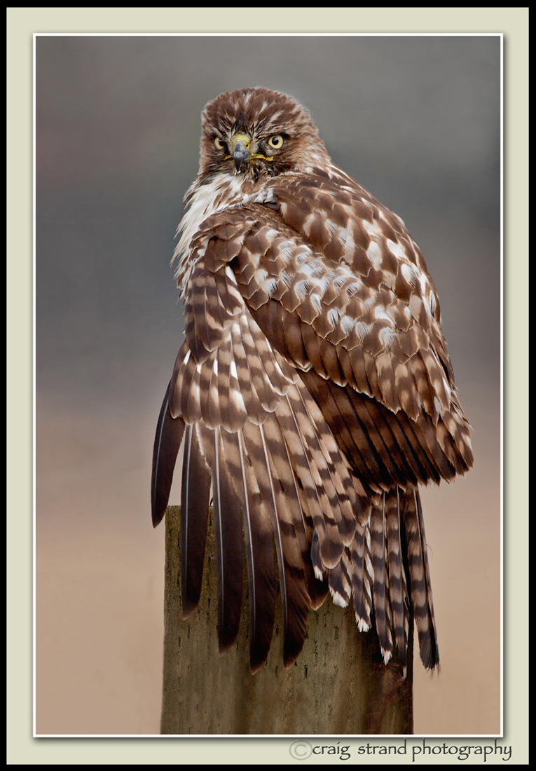 "Prey . . . . what prey?