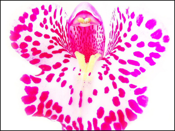 Exposed Orchid