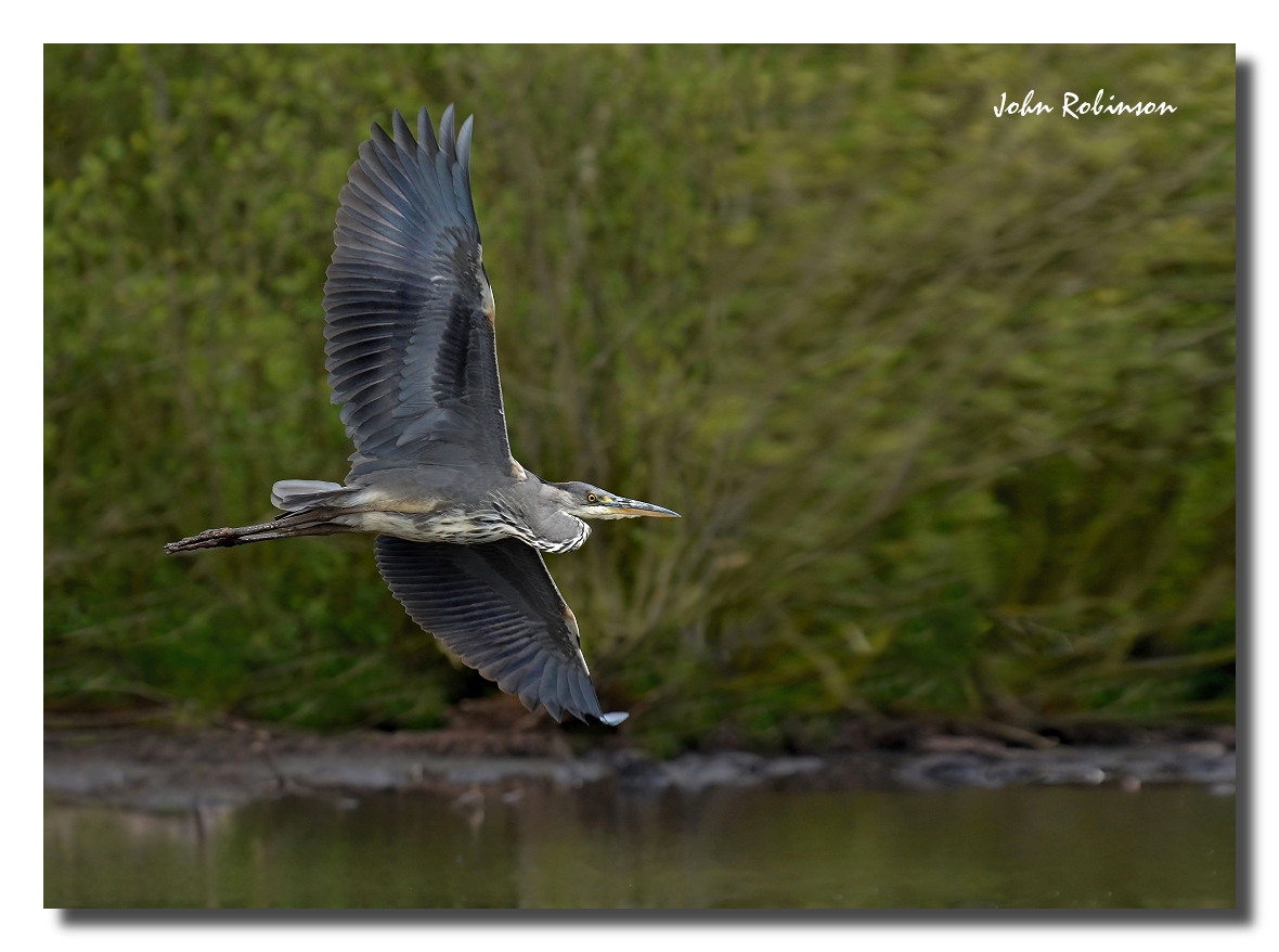 Heron in flight