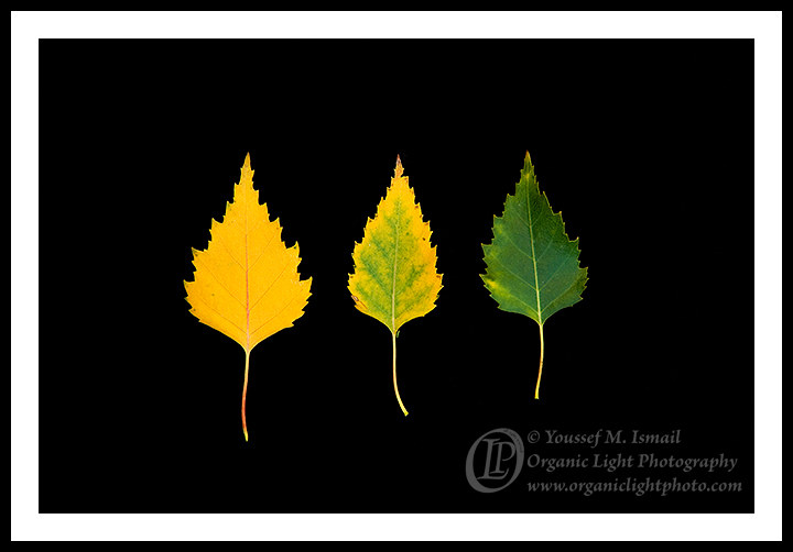 Birch