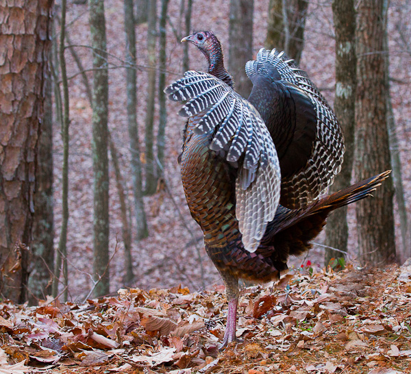 Wild Turkey Dance
