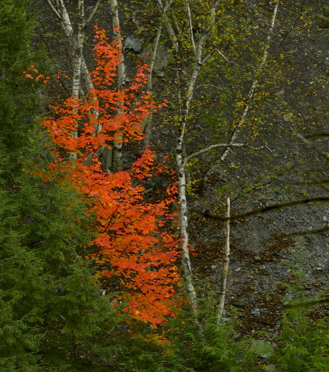 Leaf Color Contrast