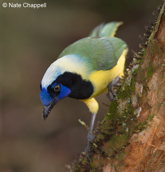 Inca Jay