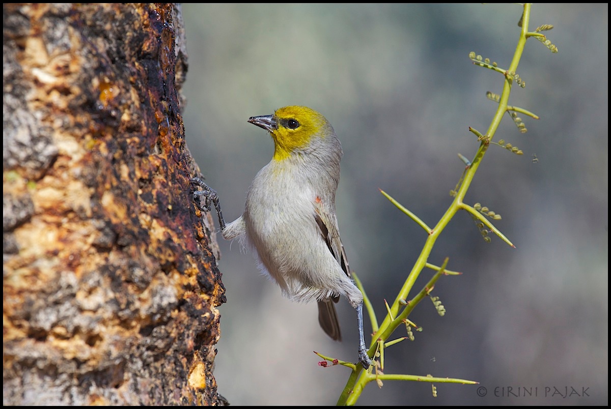 Verdin Drinking Sap 2