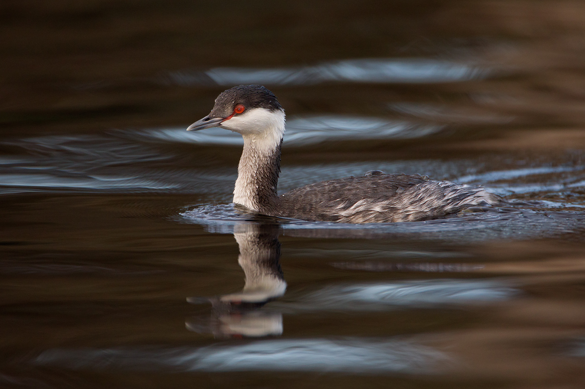 Horned grebe