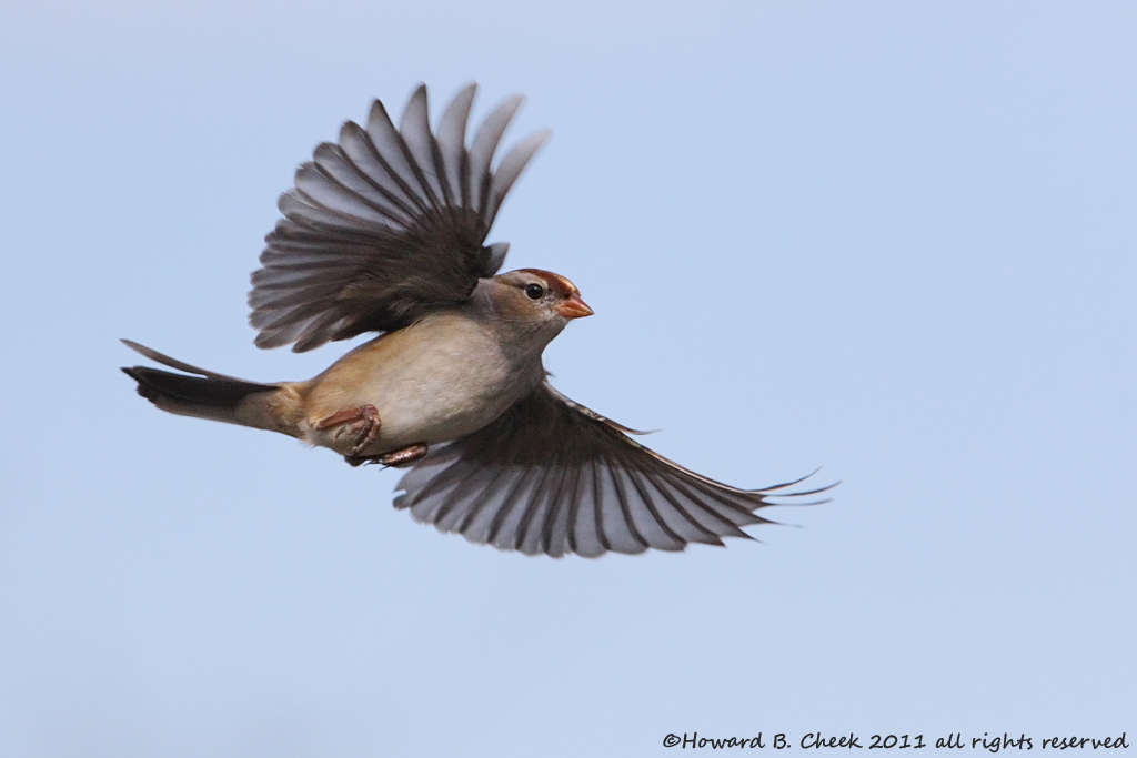 The Sparrow's Flight 