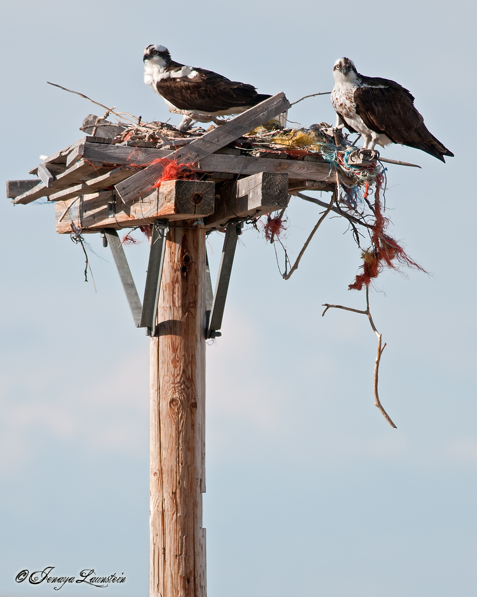Osprey Nest