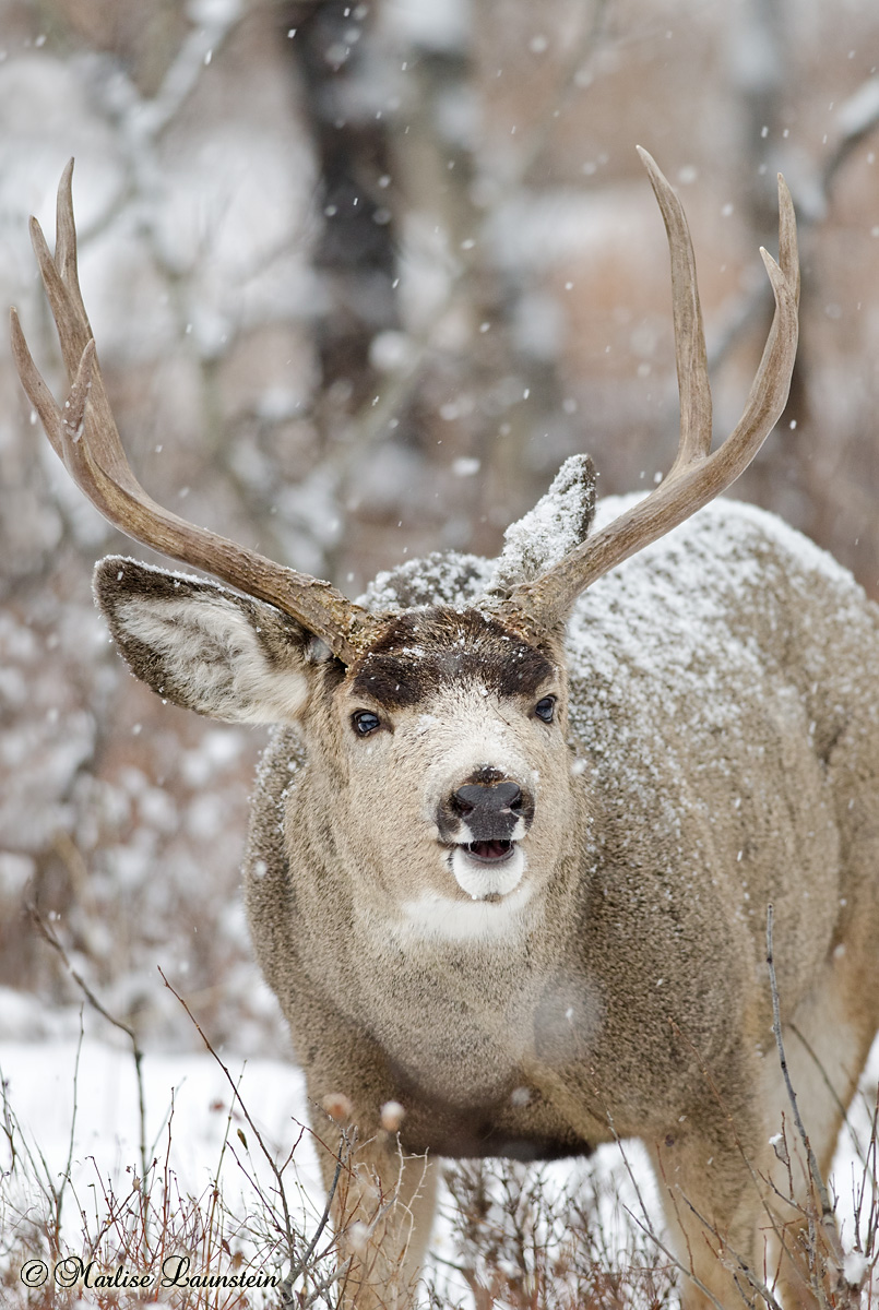 Grunting Buck