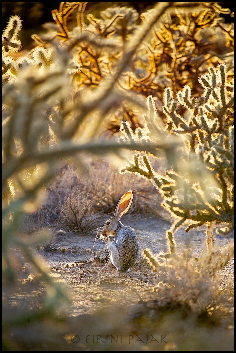 Toe Pickin' Jackrabbit