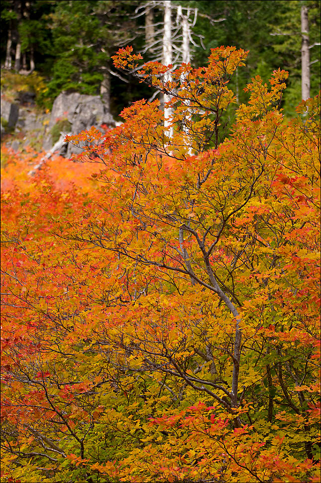 Fire Branch+Repost
