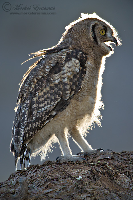 Spotted Eagle Owl Chick