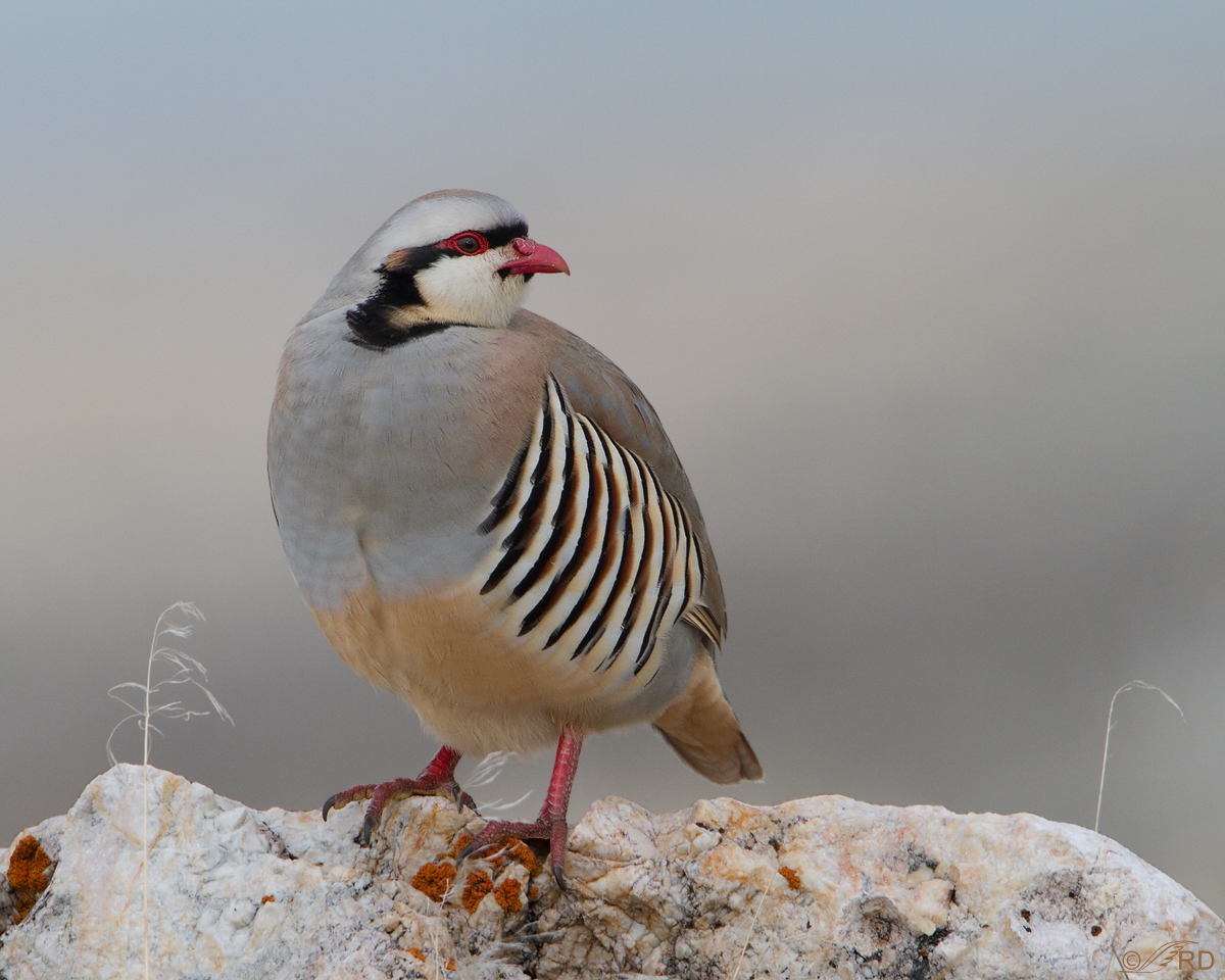 Chukar