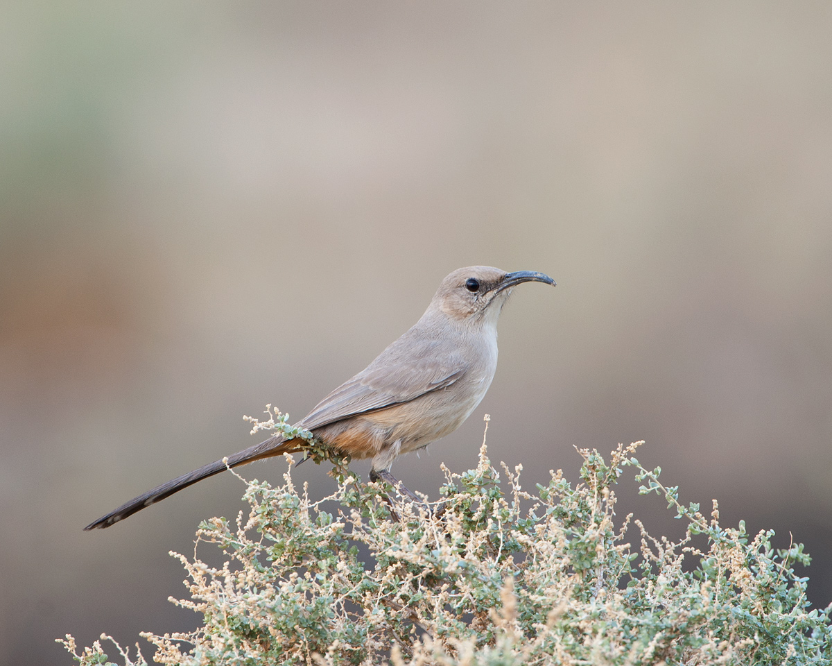 LeConte's Thrasher